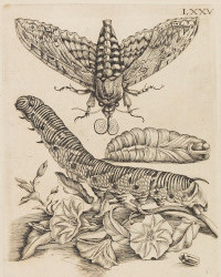 <b>Jeschke Jádi, Oct. 24-25:</b><br>Lot 1344. Maria Sybilla Merian. De Europische insecten. Amsterdam 1730.