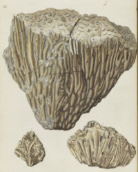 <b>Jeschke Jádi, Oct. 24-25:</b><br>Lot 1249. Knorr. De Natuurlyke Historie der Versteeningen. Amsterdam 1773.