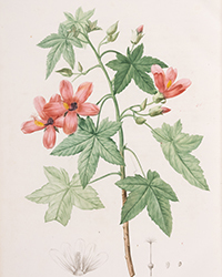 <b>Forum, Mar. 25:</b> Botany.- Australia.- Redouté (P.J.).- Ventenat (Étienne Pierre). <i>Jardin de la Malmaison,</i> 2 vol.,, Paris, 1803-04[-05]. £30,000 - £40,000.