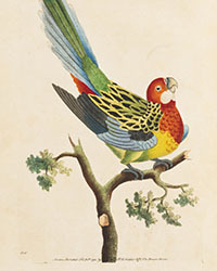 <b>Ketterer, Nov. 24:</b> G. Shaw & F. P. Nodder, <i>Vivarium naturae,</i> 1789-1813. Est: € 10,000