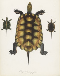<b>Jeschke Jádi, Oct. 24-25:</b><br>Lot 1400. Hermann Schlegel. Amphibia. Duesseldorf 1837.