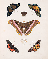 <b>Forum, Mar. 25:</b> Butterflies.- Cramer (Pierre) and Caspar Stoll. <i>De Uitlandsche Kapellen voorkomende in de drie Waereld-Deelen…,,</i> 5 vol., Amsterdam & Utrecht, 1779-91. £8,000 - £12,000.