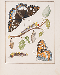 <b>Forum, Mar. 25:</b> Butterflies.- de Graaf (Willem Diederik Vincent). <i>[Inlandsche Kapellen in beeld],</i> 170 fine original watercolours, [Enkhuizen], [1800-40]. £8,000 - £12,000.