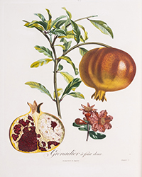 <b>Forum, Mar. 25:</b> Pomology.- France.- Poiteau (A.) <i>Pomologie Française. Recueil des Plus Beaux Fruits cultivés en France,</i> 4 vol., Paris, 1846. £30,000 - £40,000.