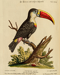 <b>Koller, Mar. 25:</b> ZOOLOGIE - ORNITHOLOGIE - Seligmann, Johann Michael. ...