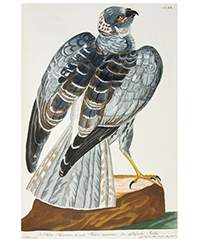 <b>Sotheby’s:</b> Thomas Pennant. <i>Zoologia Britannica,</i> Augsburg, 1771. $49,125.
