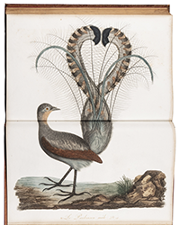 <b>Sotheby’s, Nov. 6-20:</b> Audebert, Jean-Baptiste — Louis-Pierre Vieillot. <i>Oiseaux dorés ou à reflets métalliques,</i> Paris, 1801-1802. €40,000 to €60,000.