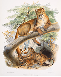<b>Forum, Mar. 25:</b> Zoology.- Felines.- Elliot (Daniel Giraud). <i>A Monograph of the Felidæ or Family of the Cats,</i> first edition, for the Subscribers, by the Author, [1878]-1883. £25,000 - £30,000.