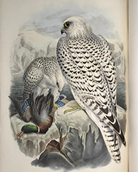 <b>Kestenbaum, Mar. 5:</b> (ORNITHOLOGY). GOULD, JOHN. <i>The Birds of Great Britain,</i> London, (1862-)73. First edition. $30,000 to $50,000.