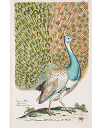 <b>Forum, Mar. 25:</b> Birds.- Frisch (Johann Leonard). <i>Vorstellung der Vögel Deutschlandes,</i> 2 vol., first edition, Berlin, Friedr. Wilhelm Birnsteil, [1736]-1763. £40,000 - £60,000.