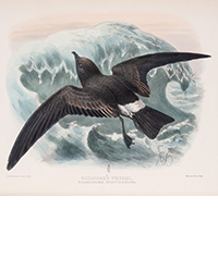 <b>Forum, Mar. 25:</b> Birds.- Dresser (Henry Eeles). <i>A History of the Birds of Europe,</i> 9 vol., including supplement, first edition, by the author, 1871-96. £6,000 - £8,000.