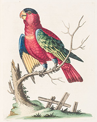 <b>Dominic Winter, Jan. 28:</b> Lot 72. Edwards (George). <i>A Natural History of Uncommon Birds…</i> [and] <i>Gleanings of Natural History,</i> 7 volumes, 1st edition, 1743-64. £7,000-10,000