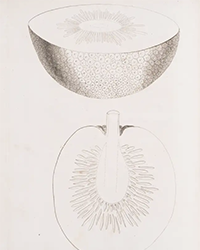 <b>Forum, Oct. 30:</b> Bligh (William). <i>A Voyage to the South Sea, undertaken by command of His Majesty, for the purpose of Conveying the Bread-Fruit Tree to the West Indies ...,</i> first edition, 1792. £3,000 to £4,000.