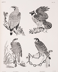 <b>Forum, Mar. 25:</b> Asia.- Japan.- Siebold (P.F. von). <i>Nippon. Archiv zur Beschreibung von Japan,</i> 7 parts in 6 vol., first edition, Leyden, [1832]-1852. £35,000 - £45,000.