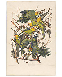 <b>Swann, Dec. 9:</b> Lot 341: John James Audubon, <i>Carolina Parrot, Plate 26,</i> London, 1827.