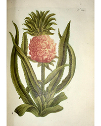 <b>Kestenbaum, Mar. 5:</b> (BOTANY). WEINNMANN, JOHANN WILHELM. <i>Duidelyke Vertoning, Eeniger Duizend in alle vier waerelds deelen wassende…,</i> Amsterdam, 1739-48. $20,000 to $30,000.