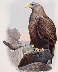<b>Forum, Mar. 25:</b> Birds.- Gould (John). <i>The Birds of Great Britain,</i> 5 vol., first edition, by the author, 1862-1873. £30,000 - £40,000.