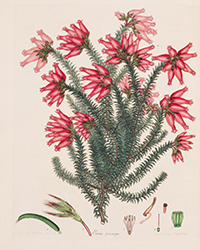 <b>Forum, Mar. 25:</b> Botany.- Andrews (H.C.) <i>Coloured Engravings of Heaths,</i> 4 vol. in 2, first edition, [1710,--94]-1802-1809-[1830]. £10,000 - £15,000.