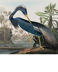 <b>Freeman’s, Nov. 13:</b> AUDUBON, John James. <i>Louisiana Heron, Ardea Ludoviciana.</i> (Plate CCXVII). $30,000-40,000