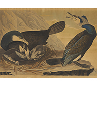 <b>Case Antiques, Jan. 31-Feb. 1:</b> Audubon c. 1835 Birds of America Common Cormorant, Havell Edition. $800 to $900.