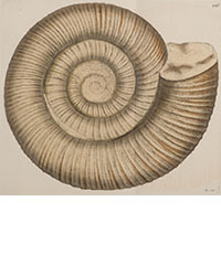 <b>Dominic Winter, Nov. 5:</b> Sowerby (James). <i>The Mineral Conchology of Great Britain,</i> 6 volumes, 1812-29. £2,000 to £3,000.