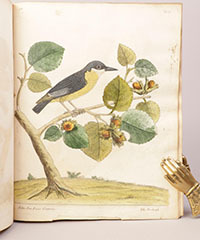 <b>Scandinavian Art & Rare Books Auctions, Dec. 4:</b> ELEAZAR ALBIN: «A natural History of Birds.» + «A Supplement», 1738-40. Wonderful coloured plates.