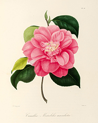 <b>Koller, Mar. 25:</b> BOTANIK - Berlèse, Lorenzo und Johann Jakob Jung. Ico...