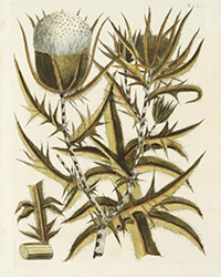 <b>Pandolfini, Nov. 18:</b> Allioni, Carlo. Flora Pedemontana sive enumeratio methodica stirpium indigenarum Pedemontii. Torino, Briolo, 1785. € 6.000 / 8.000