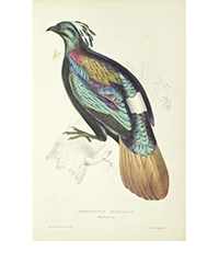 <b>Pandolfini, Nov. 18:</b> First edition of John Gould's first work with uncolored backgrounds. € 5.000 / 7.000