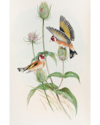 <b>Dominic Winter, Jan. 28:</b> Lot 44. Gould (John). <i>The Birds of Great Britain,</i> 5 volumes, 1st edition, 1862-73. £30,000-40,000
