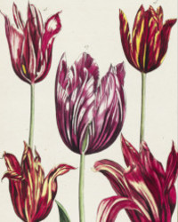 <b>Jeschke Jádi, Oct. 24-25:</b><br>Lot 1235. Maria Sibylla Merian and Daniel Rabel. Histoire generale des insectes. Paris 1771. 