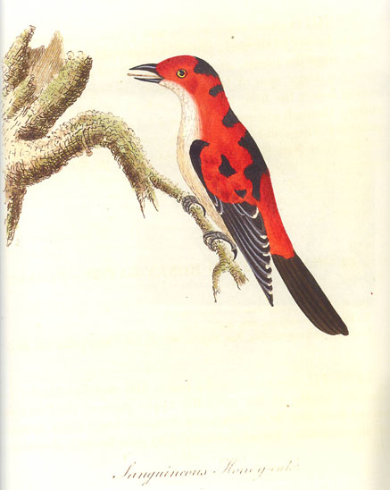 Image from John Latham's A General History of Birds.