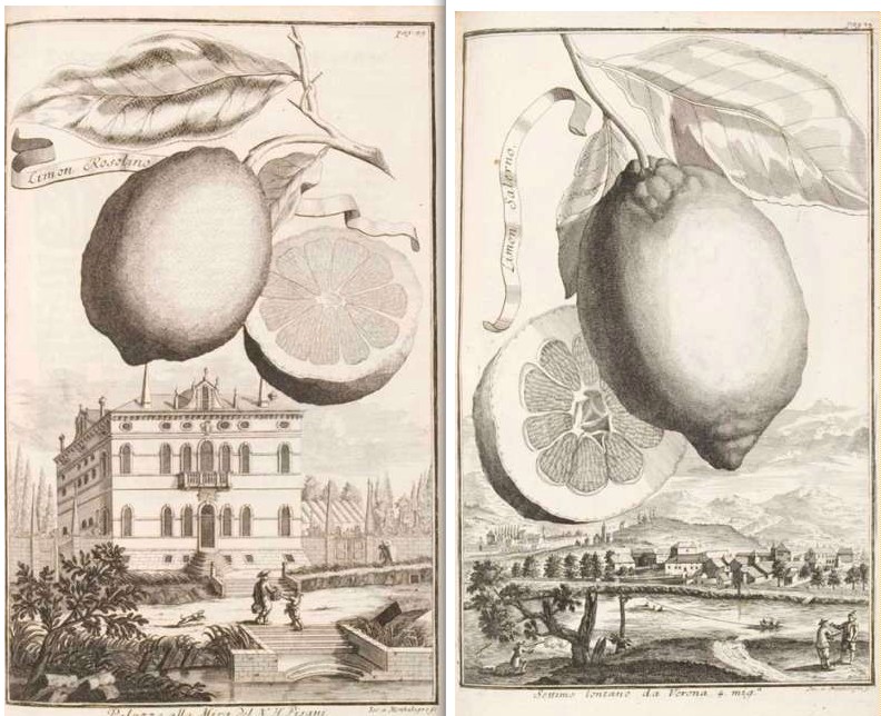 Volkamer's surrealistically large lemons are reminiscent of